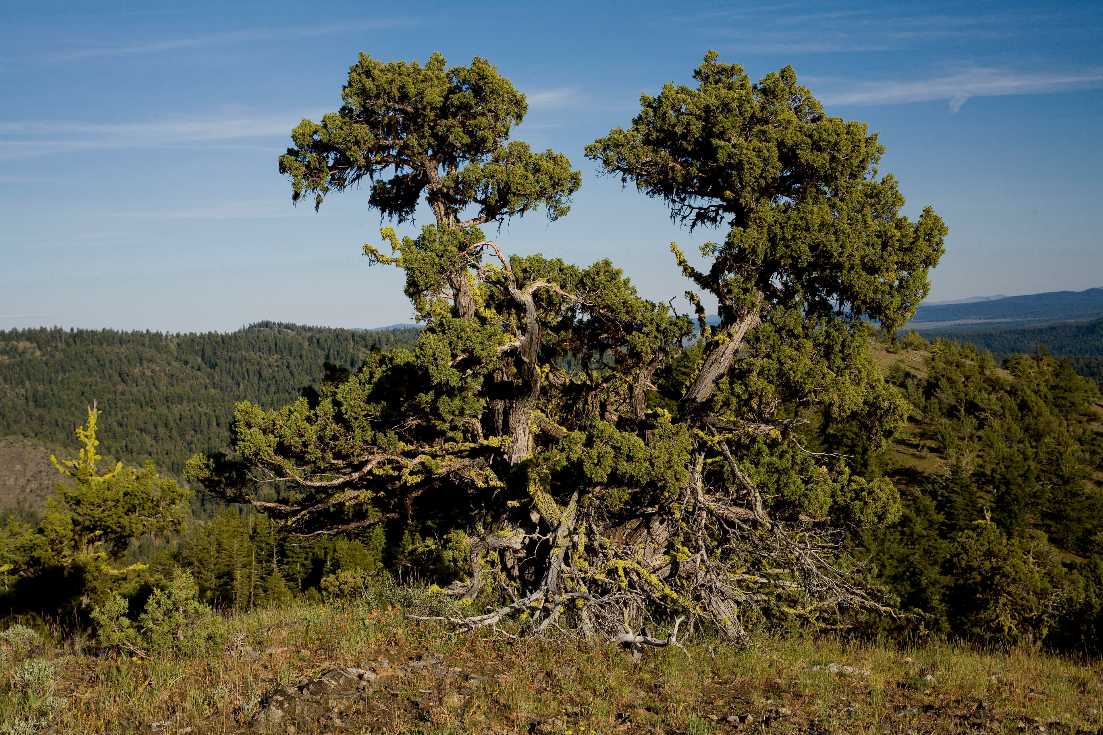 Oregon forest landscape
